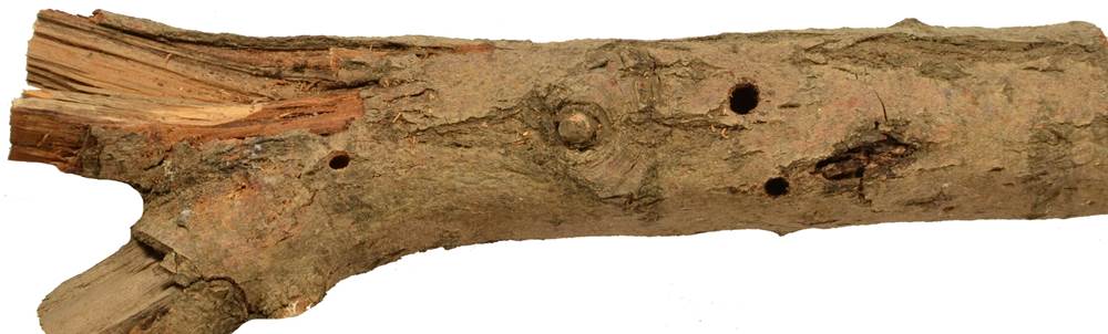 Pb CZ Salix caprea.JPG